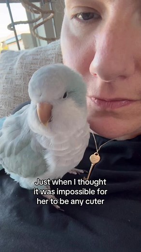 Cute Quaker Parrot Videos Featuring Auggie