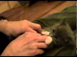 Cat Getting Tickled