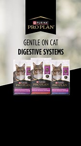Pro Plan Sensitive Skin and Stomach formulas support digestive health and skin and coat nourishment to help your cat thrive. | Purina Canada