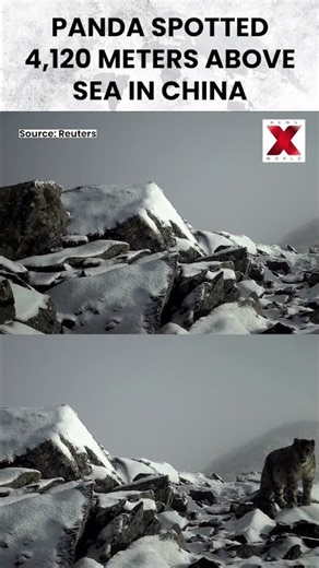 China Records Rare Giant Panda Sighting At Four Thousand Meter | NewsX World