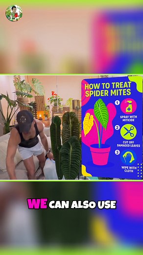 Azamax vs Captain Jack’s Dead Bug Spray — which works better for plant pests? Captain Jack’s is a ready-to-use spray that protects leaves, while Azamax (a neem oil concentrate) can be sprayed or watered into the soil. Plants absorb it, pests ingest it, and breeding stops — saving your collection. Here’s how both stack up in the fight against spider mites and more. #azamax #captainjacks #pestcontrol #plantcare #houseplants | Kevin Torres