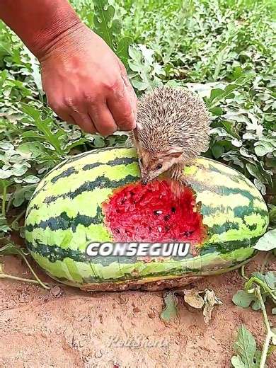 A GRATEFUL HEDGEHOG! 🦔🍉
