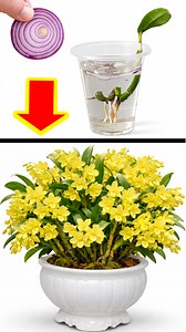 Sharing a practical way to propagate Dendrobium orchids that can help encourage stronger growth and more blooms over time. #orchids #dendrobium #plantpropagation #plantcare #gardeningtips | H&H Garden Media