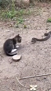 Snake vs cat 🐍🐈😹 | Sakibur Sk