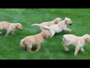 Yellow Labrador Retriever Puppies For Sale