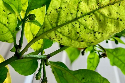 Aphids On Pepper Plants - How To Treat And Prevent