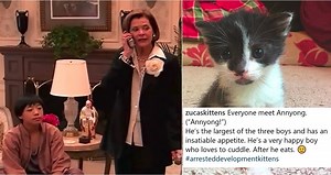 People Are Offended After Instagrammer Names Kitten 'Annyong' from 'Arrested Development'