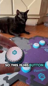 Adding a New Button to Loki’s Board #talkingcat #fluentpet #petcommunication #smartcats #blackcat