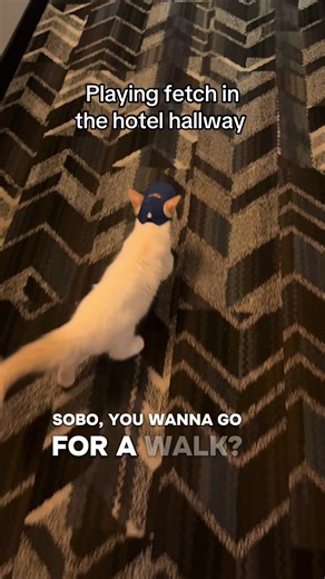 Playing Fetch in a Long Hotel Hallway