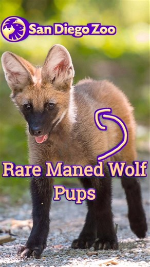Precious Maned Wolf Pups ❤️