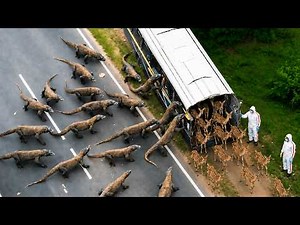 Indonesia Releases Live Deer for Komodo Dragons — Even After Deadly Attacks