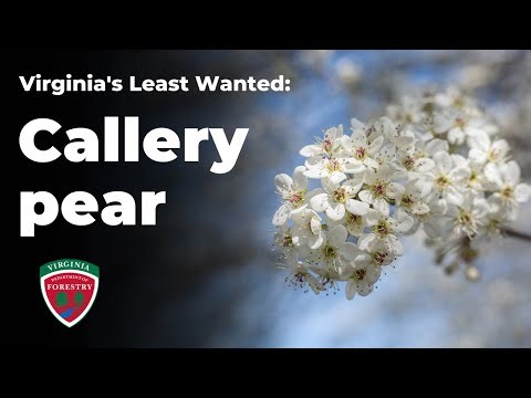 Virginia's Least Wanted: Callery Pear
