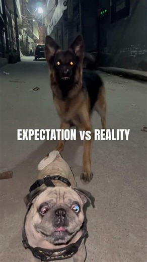 Expectation vs Reality 😂 | GSD vs Pug 👀 #dogshorts #shorts #pug #germanshepherd