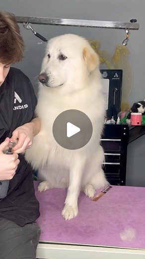Logan Rago on Instagram: "One more year till 20 … I am not ready! . Follow for more dog videos —> @dogsbylogan . #doggrooming #dogs #dogsbylogan #greatpyrenees #dog #dogreels #reels #greatpyreneesofinstagram #dogsofig #doggroomer #doggroomersofinstagram"