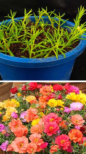 Super easiest way to grow portulaca flower from cutting || How to grow portulaca flower //#gardenlife #short #highlights | Rana Craft