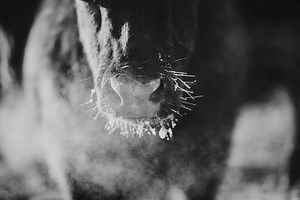 Annual Bull Sale | Don Johnson Angus