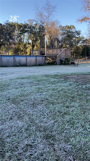 Our broccoli is looking frosty this morning! #wintergarden #homestead