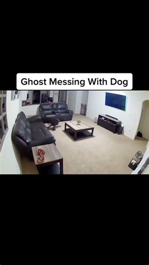 Security Camera Filmed This Ghost Attacking a Dog… 👻🐕 | Ghost Sighting #5
