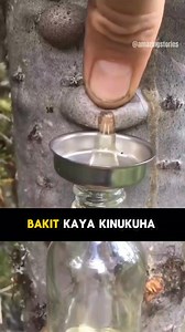 1.3M views · 9.3K reactions | balsam fir tree #fyp #reels #fypシ #reel #fypシ゚viralシ | Amazing stories | Facebook