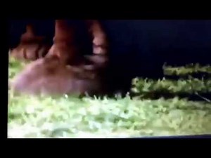 Barney elephant song