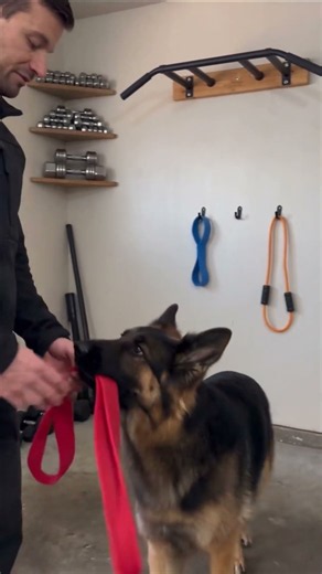 Unleashing the Best Performance 🐕🔥#GermanShepherd #DogTraining #K9