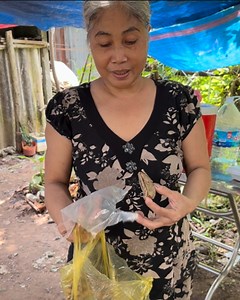 1.9M views · 12K reactions | Độc lạ con Chàm Quạp hiểu tiếng người và có mùi hương thơm như Trầm Hương có giá trị bạc tỷ #ĐộcLạ #phathien #AnGiang #CanTho #amthuc #khanhhoangcantho | KHÁNH HOÀNG CẦN THƠ | Facebook