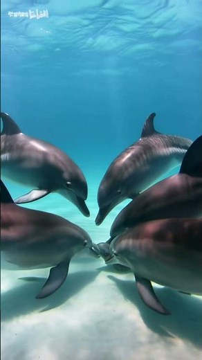 Swimming with Wild Dolphins Underwater 🐬