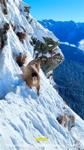 52K views · 150 reactions | These mountain goats will leave you amazed ✅ | অনুবাদ প্লাটফর্ম | Facebook