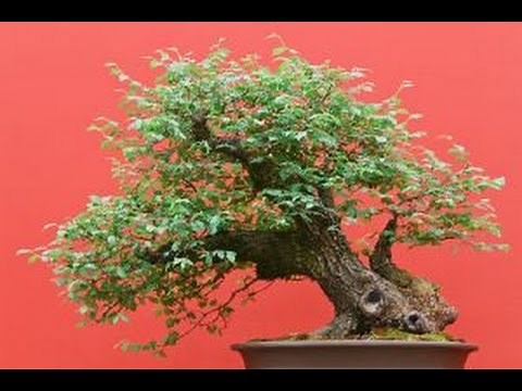 Care Guide for the Zelkova Bonsai Tree