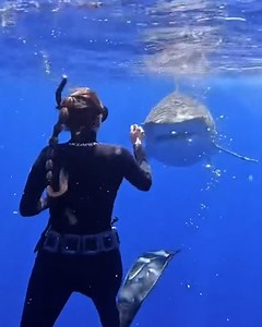 What to do when you come face to face with a shark! 🤿🦈 | Furry Tails