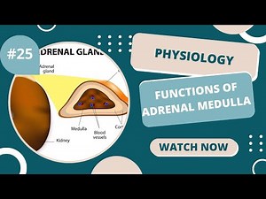 Functions of adrenal medulla Dr. Baraa Safi