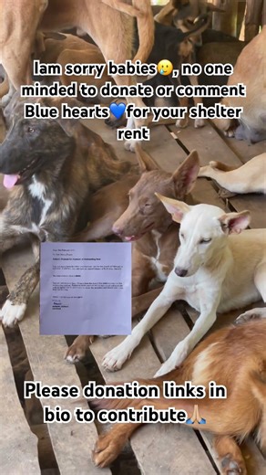 Please help us finish this and keep our furbabies safe.Donation links in bio & description.