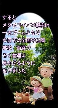 面白樹木の話 52 メタセコイヤ#公園樹#街路樹#巨木#生きた化石 #植物 #自然散策