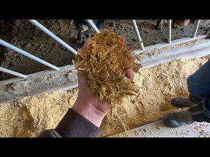 Feeding the weaned calves