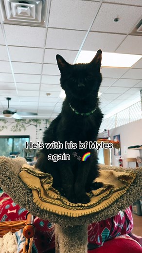 Rest in peace sweet Zazu 🐈‍⬛🌈🐾💙 #Meow #BlackCat #MissYou #RainbowBridge