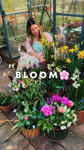 Growing spring bulbs in pots