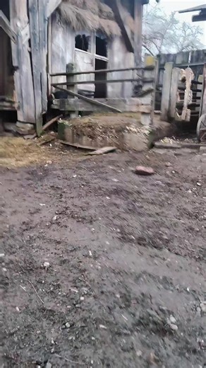 #fy #foryou #forupage #dog TikTok