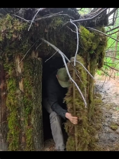 Building a Cozy Shelter Under an Oak Root