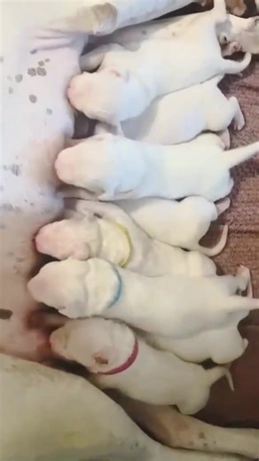 Dogo Argentino Puppies Growing fast! #love #puppies | ZBZ Dogos-Ohio