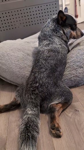Freeloader 😂 #doggo #blueheelerpuppies #blueheelerclub #blueheelerdog | Blue Heeler Moments
