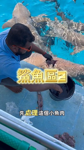 餵鯊魚囉⋯⋯第二回 #海洋doris 📷： @a_shin0601 | Doris Lan