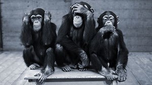 How many senses do humans have?