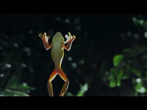 Planet Earth 08 Jungles Part 08