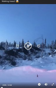 Giant Humanoids caught on camera lifting trees in Canadian wilderness.