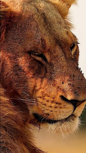 Real 8K 60FPS • Most Colorful Birds on Earth 🦜 (OLED TV Test)