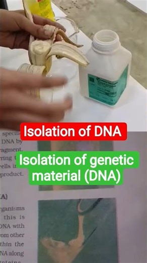 Bioexperiment of class 12th to show isolation of (DNA) genetic material from Banana #shortvideo