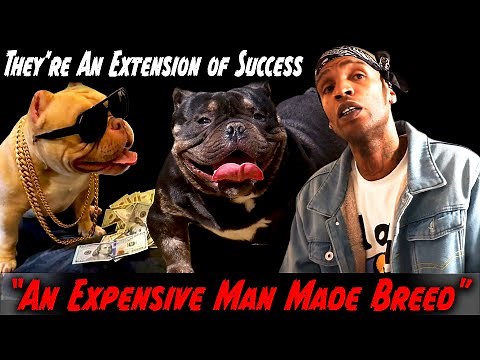 A Man Made Breed Mini Bullies, how Expensive and How to Breed Them