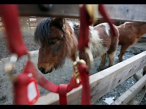 Tiny, but mighty, miniature horses find special ‘angels’