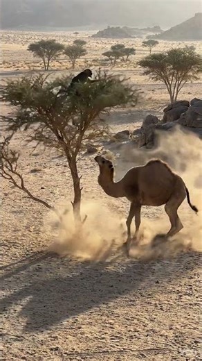 monkey vs Camel #animalattack #monkey #wildlife #animals #wildlifeentertainment
