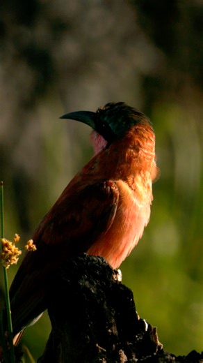 2.7K views · 82 reactions | Even if you're not an avid birder, it's hard to miss a carmine bee-eater in breeding plumage. They are one of Africa’s most striking migratory birds and typically take off with a flash of crimson-pink wings. Each year, their arrival transforms the landscape, adding a vivid splash of colour to the skies and riverbanks they call home for the season. | Great Plains Conservation | Facebook